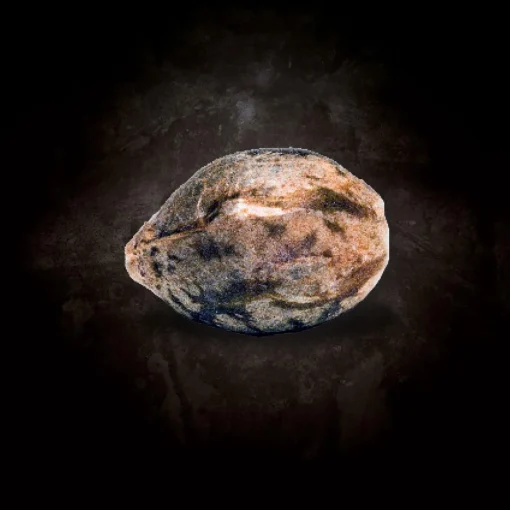 Space Cookies Samen 3er Pack Feminisiert