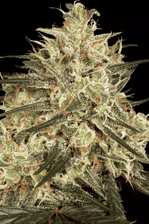 Atomical Haze 5er