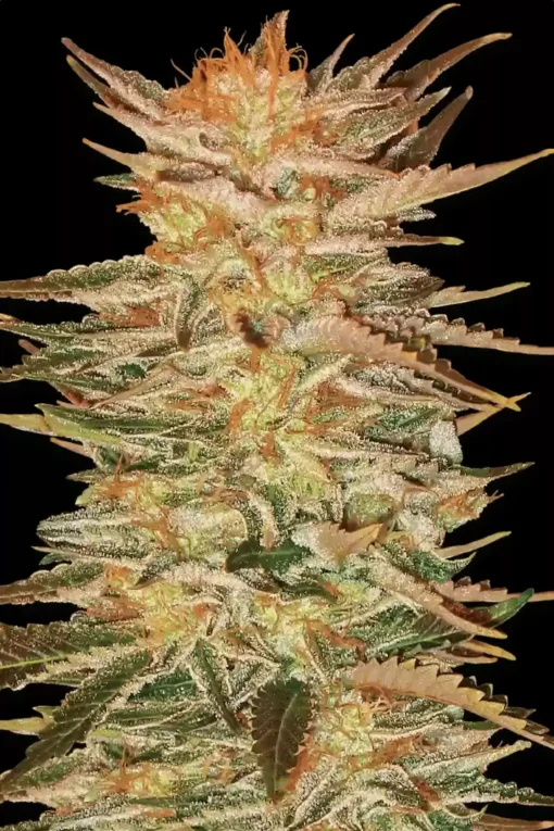 Ice Cream 5er