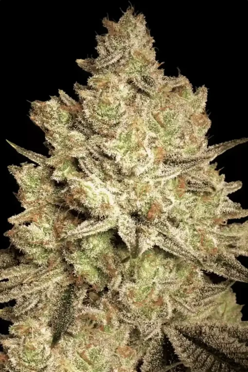 Jacky White 5er