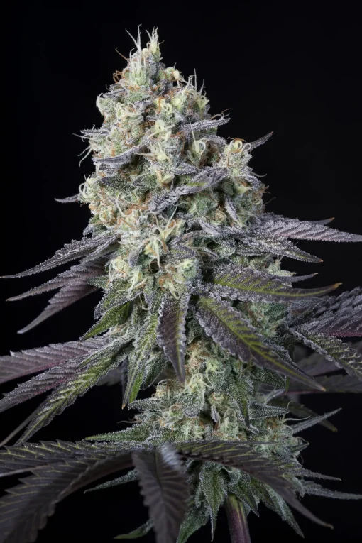 Purple Mints 5er