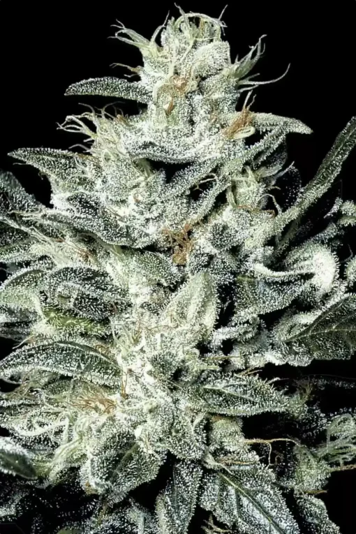 Sensi Star 5er